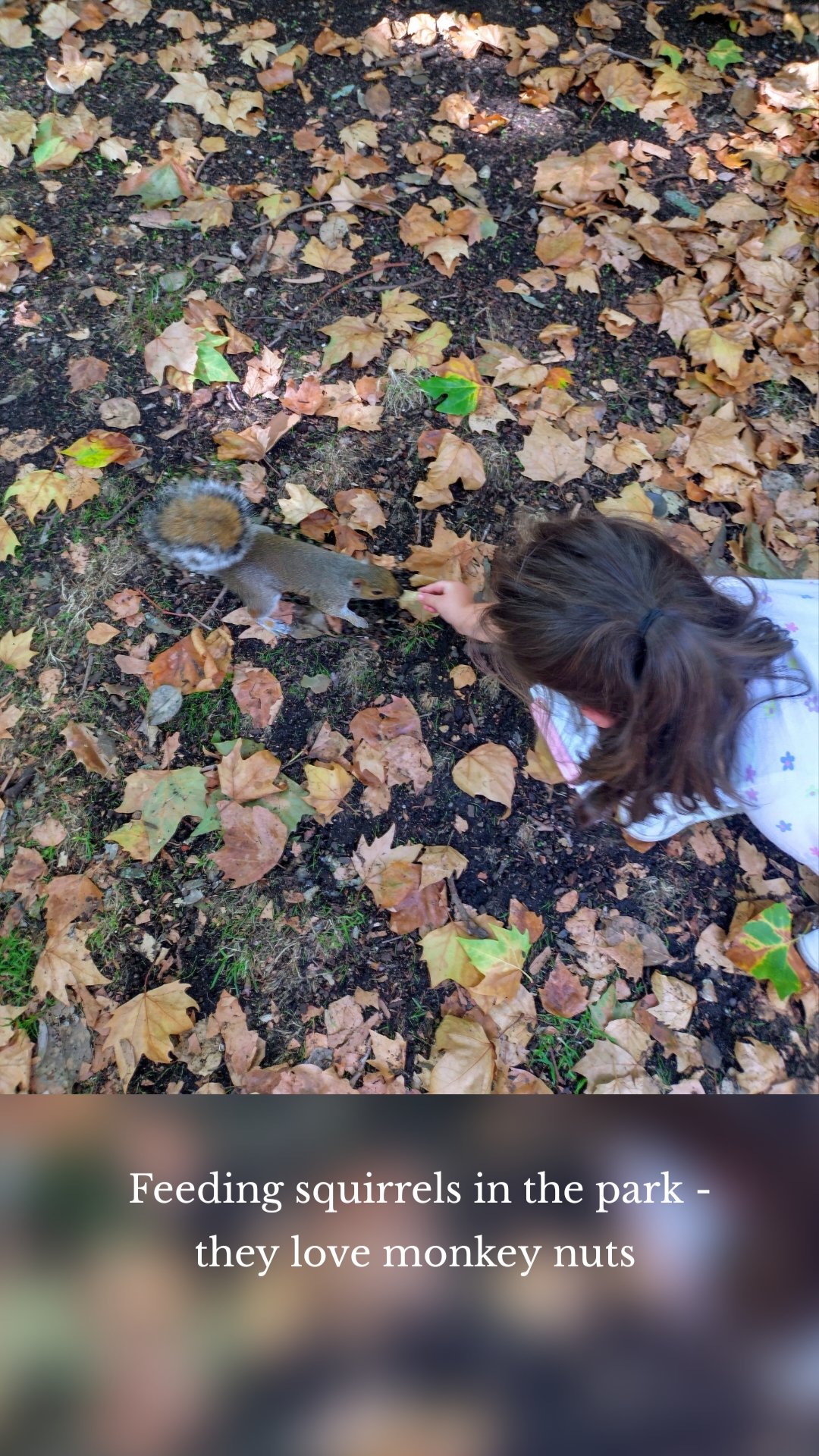 Feeding squirrels in the park - they love monkey nuts 